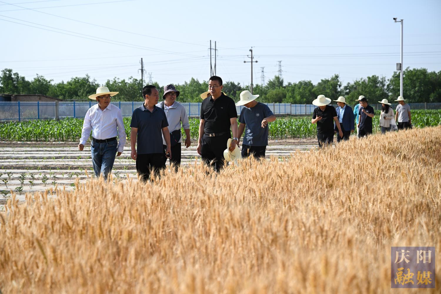 【攝影報道】隴東學院成功舉辦“隴育系列”冬小麥觀摩測產(chǎn)活動—— 新品種展現(xiàn)強抗逆性