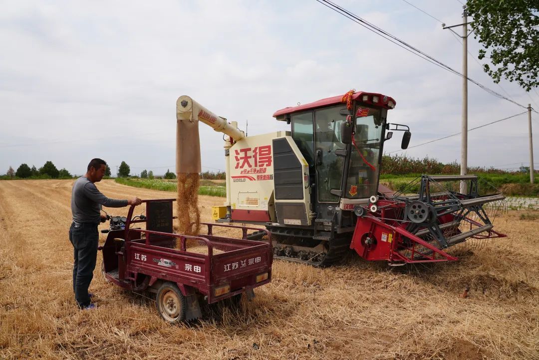 慶城縣小麥夏收全面啟動(dòng)