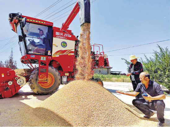 【攝影報(bào)道】寧縣焦村鎮(zhèn)群眾搶抓晴好天氣收割小麥