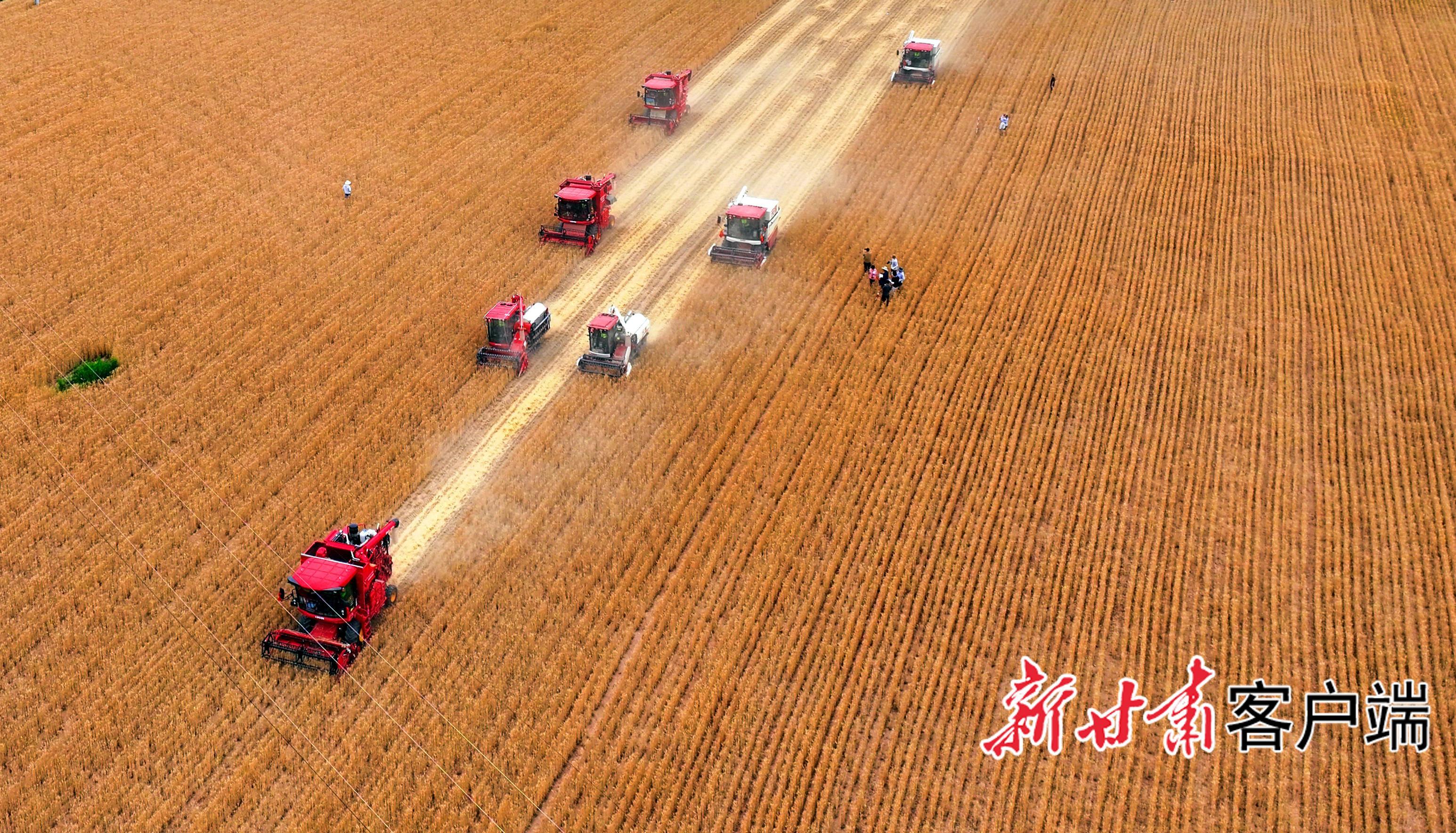 麥浪翻涌 又是一年夏收時