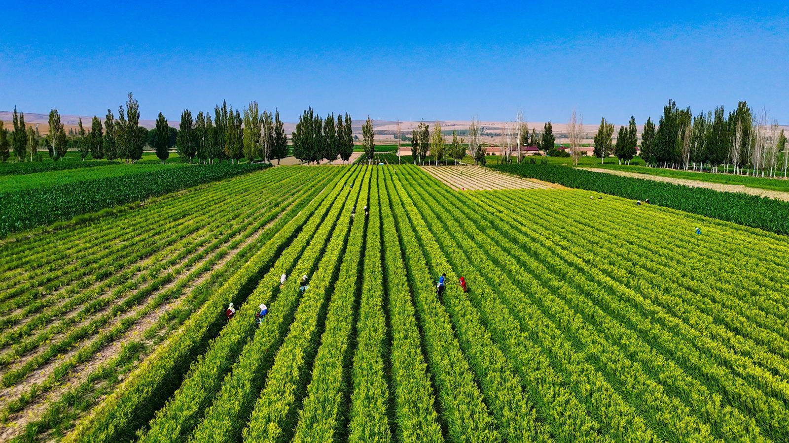 【攝影報(bào)道】金色浪潮涌環(huán)州！環(huán)縣2萬(wàn)畝黃花菜開(kāi)采搶“鮮”