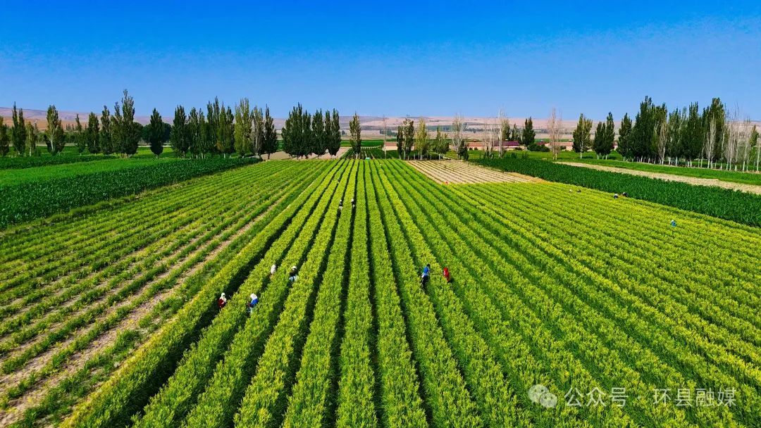環(huán)縣：黃土塬上“忘憂草” 指尖采出“致富金”