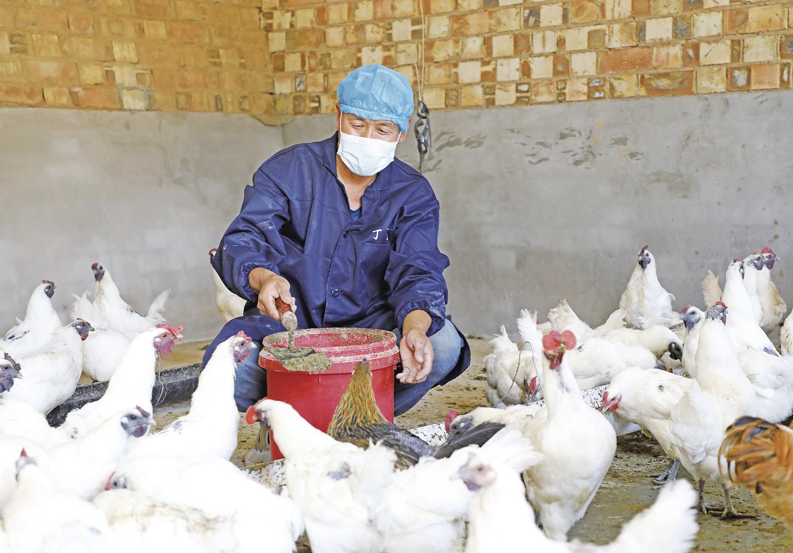 “梁老五”和他的致富雞