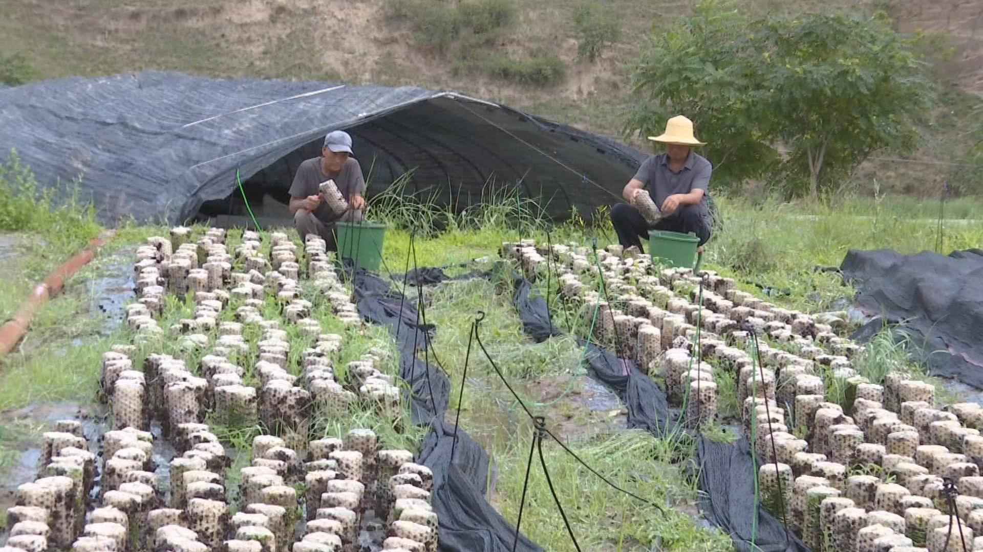 鎮(zhèn)原縣三岔鎮(zhèn)：黨建引領聚合力 木耳產(chǎn)業(yè)促增收