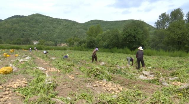 【鄉(xiāng)村行 看振興】合水縣肖咀鎮(zhèn)：土豆豐收忙致富有“薯”光