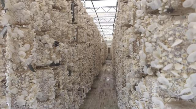 【全面推進(jìn)鄉(xiāng)村振興 加快農(nóng)業(yè)農(nóng)村現(xiàn)代化】合水：小菌菇開出“致富傘” 撐起“致富半邊天”