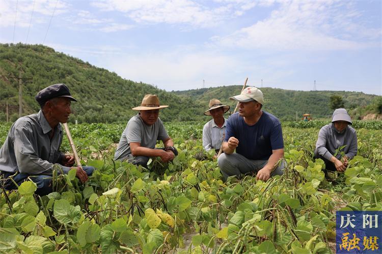 【慶陽(yáng)榜樣】譙顯明：四十載春秋深耕沃野 科技興農(nóng)初心如磐