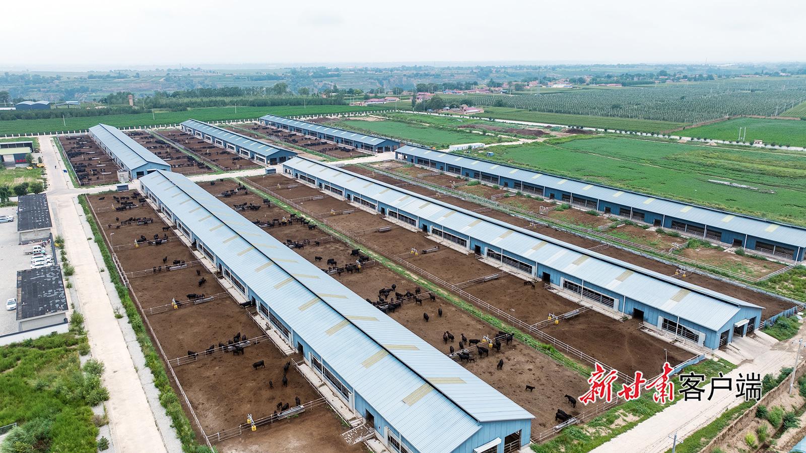 鎮(zhèn)原縣：肉?！盃俊背鲟l(xiāng)村振興新圖景