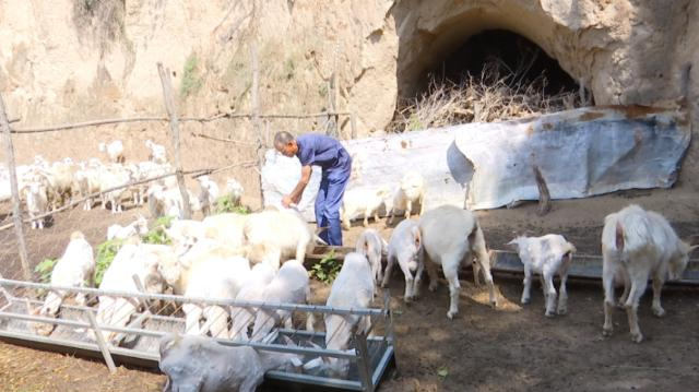 【鄉(xiāng)村行看振興】合水縣板橋鎮(zhèn)：發(fā)展特色養(yǎng)殖產(chǎn)業(yè)激活鄉(xiāng)村振興動(dòng)能