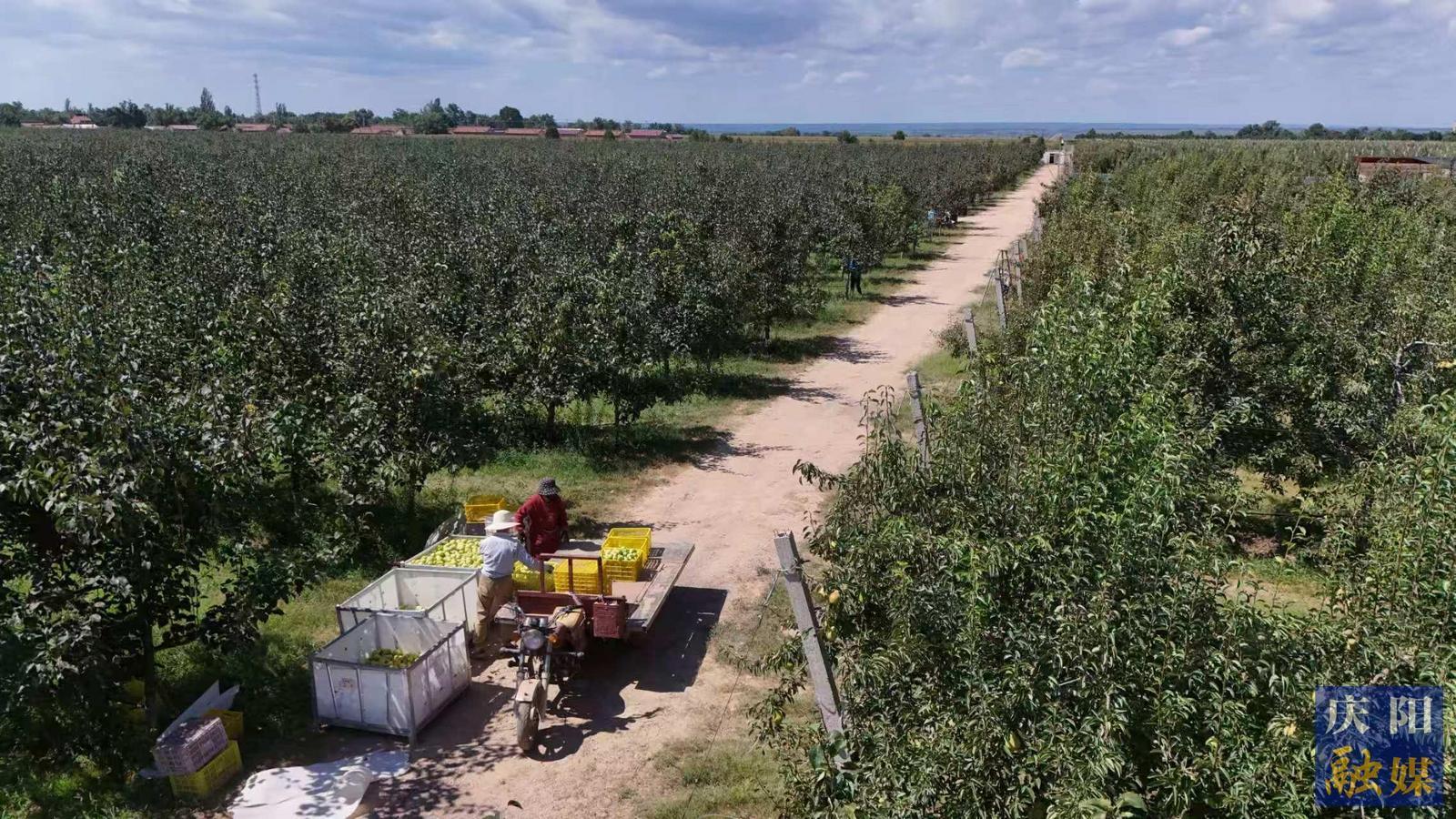 【攝影報(bào)道】寧縣梨園開啟“甜蜜收獲季”