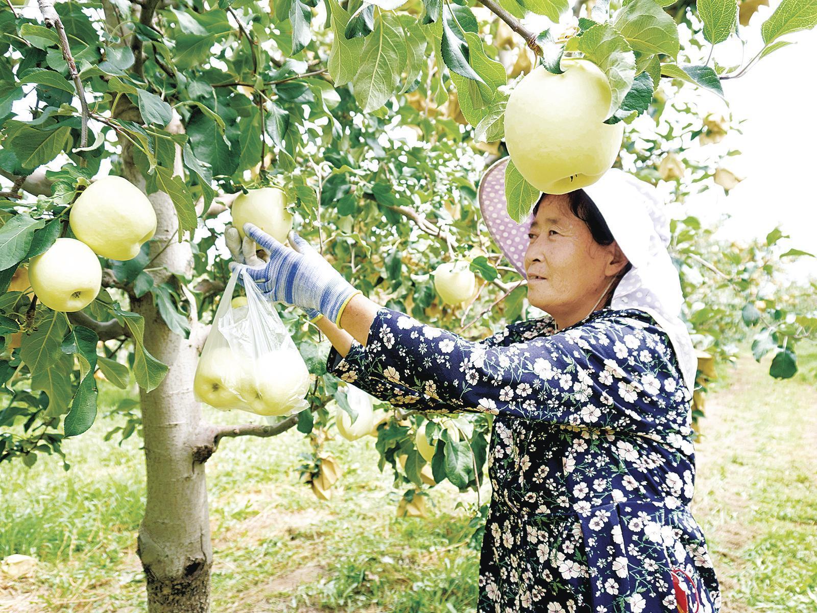 《隴東報》特刊·鄉(xiāng)村振興︱慶陽：做好田間看管護 夯實鄉(xiāng)村振興產(chǎn)業(yè)根基