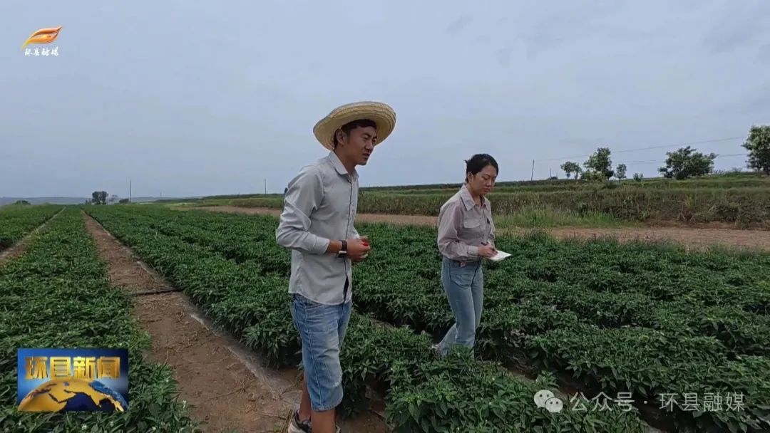 環(huán)縣洪德鎮(zhèn)：小辣椒“映紅”致富路 中藥材“種出”好“錢(qián)景”