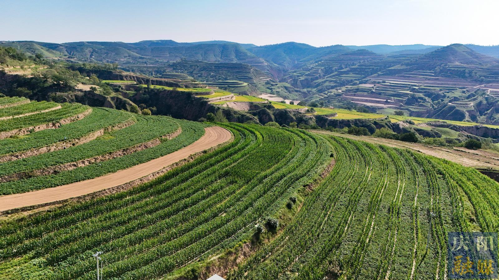 【攝影報(bào)道】環(huán)縣演武鄉(xiāng)：守護(hù)農(nóng)田生機(jī) 繪就豐收底色