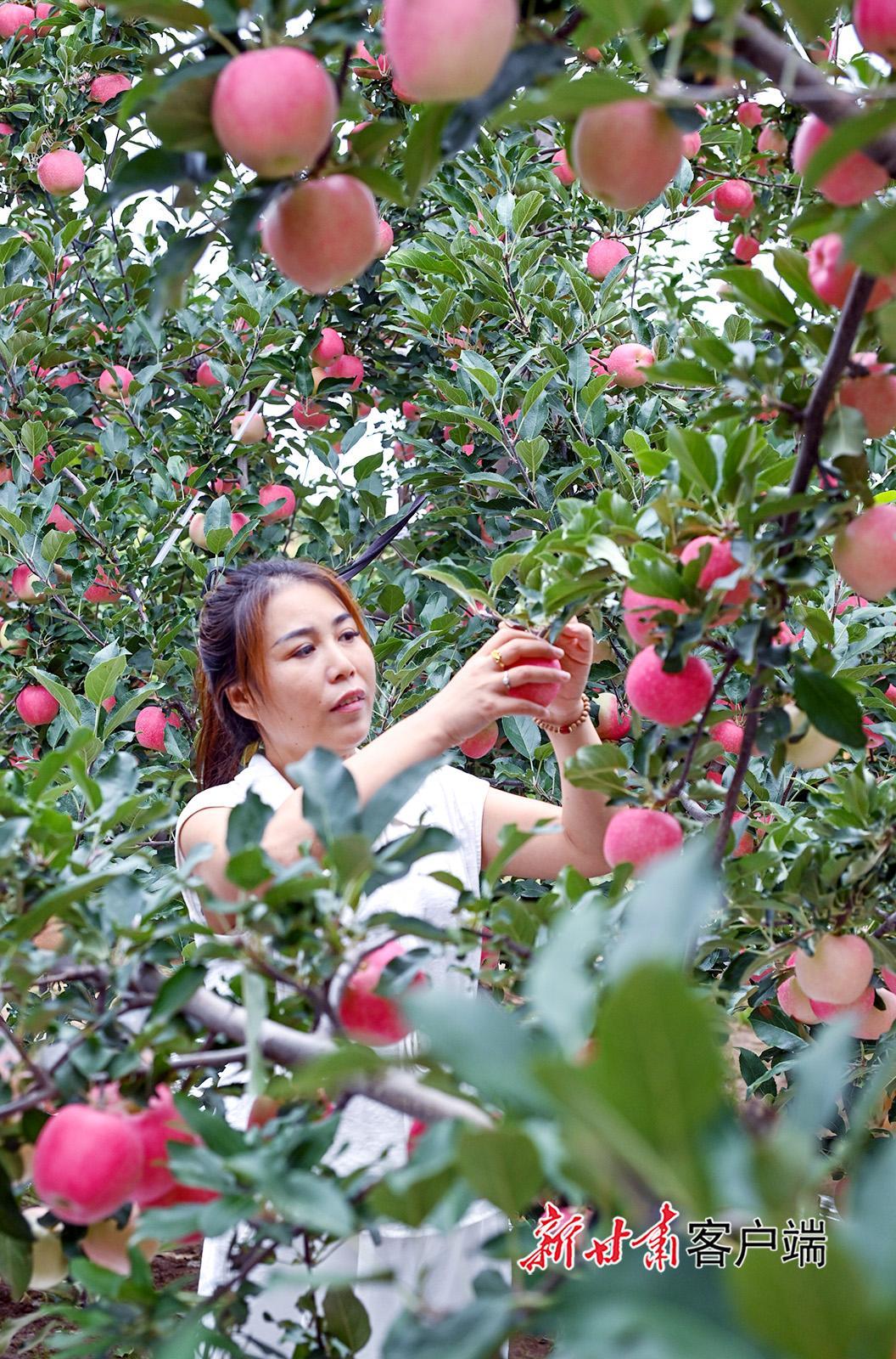 正寧縣湫頭鎮(zhèn)：嘎啦蘋果搶鮮上市