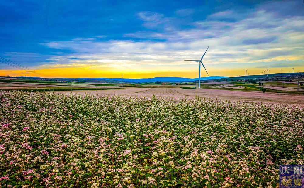 【攝影報道】環(huán)縣：45萬畝蕎麥進入盛花期