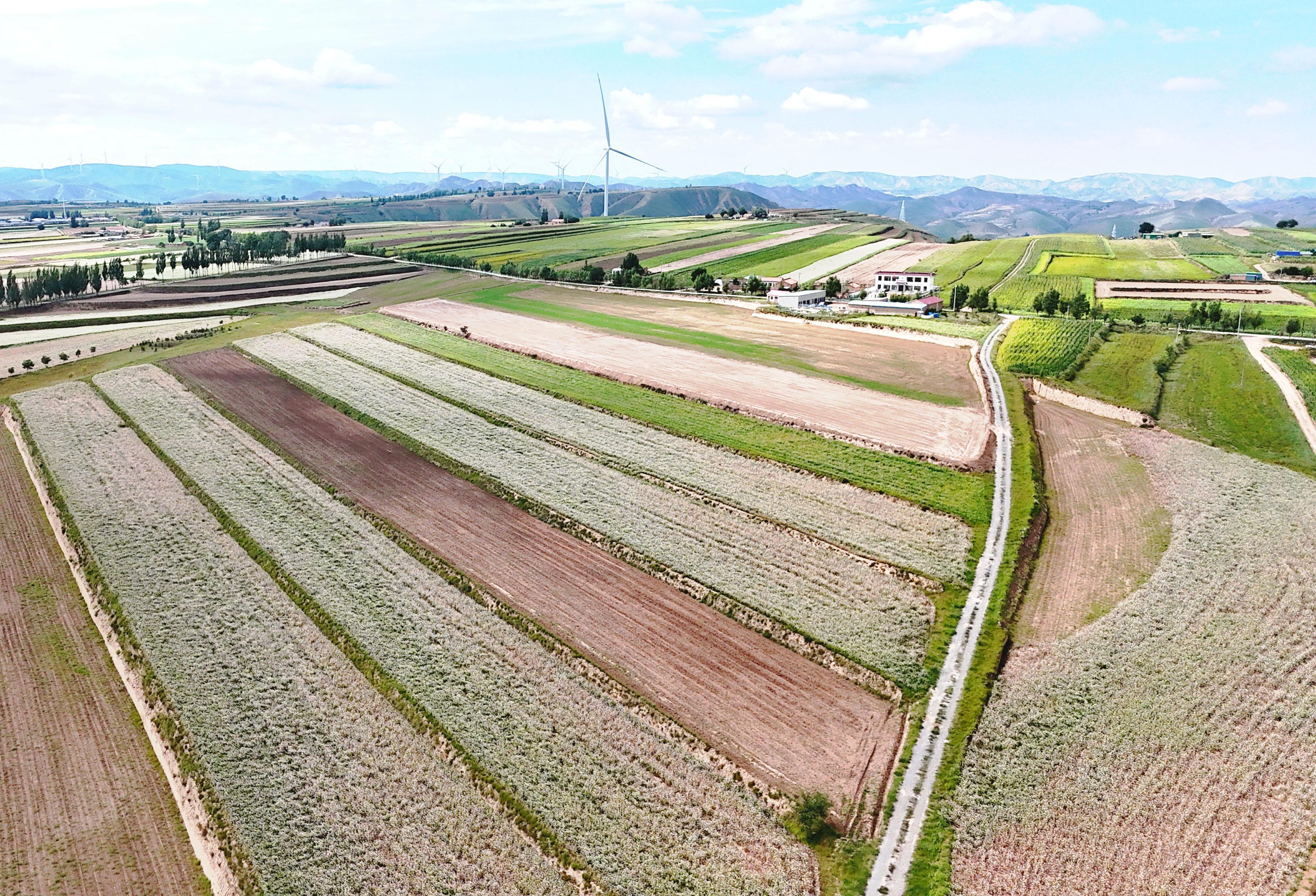 風過環(huán)縣羅山川鄉(xiāng)：4.2萬畝蕎麥花鋪就秋日畫卷