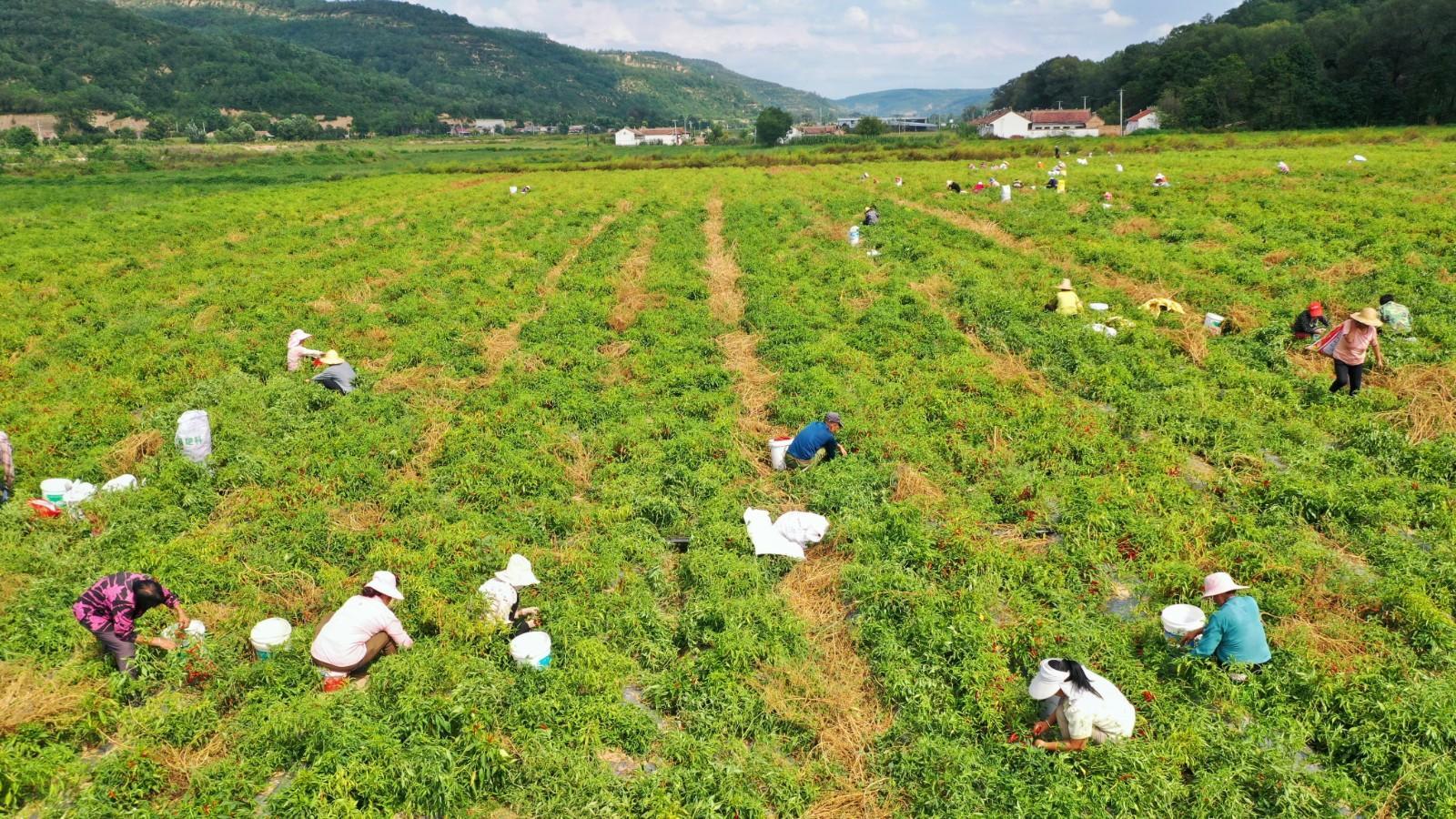 寧縣湘樂鎮(zhèn)：黨建強(qiáng)引領(lǐng)產(chǎn)業(yè)紅 小辣椒助力鄉(xiāng)村興