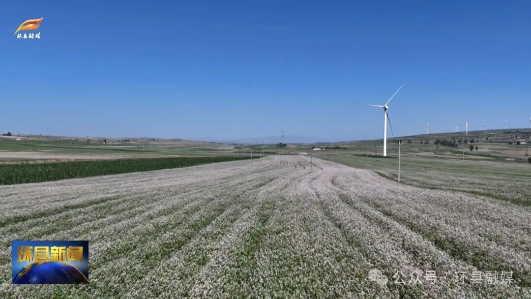 環(huán)縣：45萬畝蕎麥花開繪就豐收新畫卷