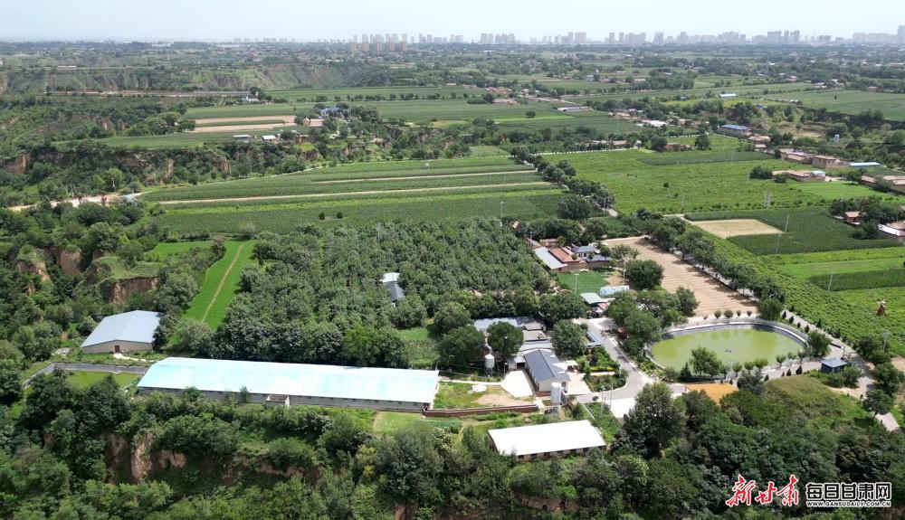 【圖片故事】樹上核桃樹下雞 西峰后官寨鎮(zhèn)帥堡村生態(tài)循環(huán)農(nóng)業(yè)亮點多