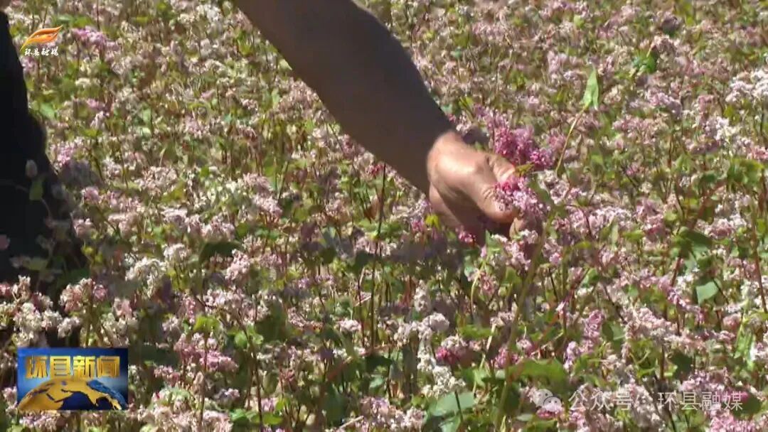 環(huán)縣毛井鎮(zhèn)：沃野披綠繪“豐”景 特色產業(yè)勢頭旺