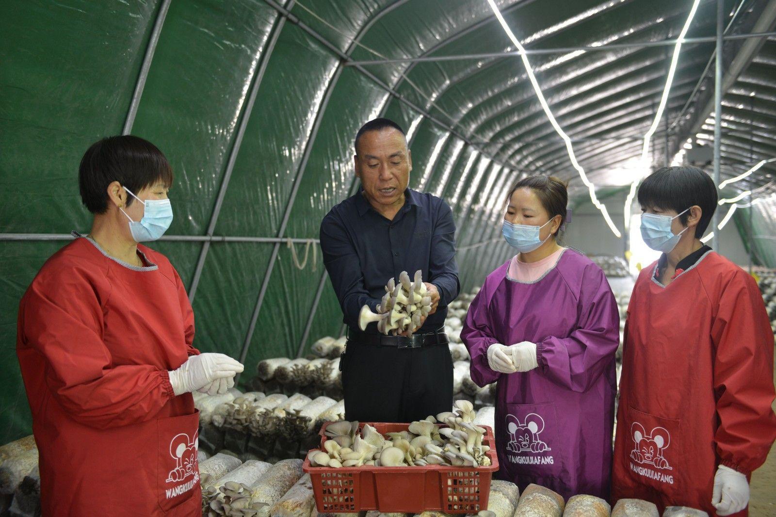 寧縣：食用菌產(chǎn)業(yè)“多點(diǎn)開花”鄉(xiāng)村振興“菇”舞人心