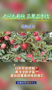 金秋九月，果香滿園。慶陽的田野間滿是動人的秋日‘豐’景畫。這是一年辛勤勞作的答案，也是大自然最慷慨的饋贈。歡迎來慶陽品嘗秋味，收獲美好！