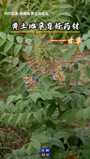 2025甘肅·慶陽岐黃文化論壇 | 黃土地孕育好藥材——甘草