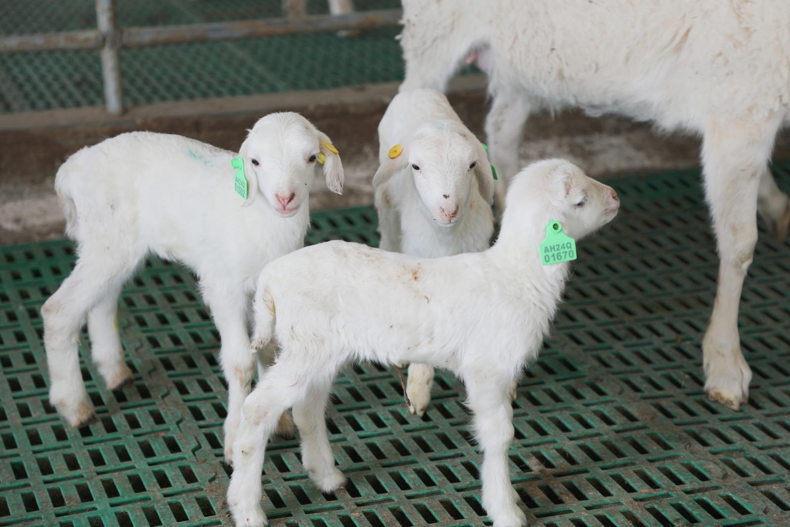 慶城縣：搶抓東西部協(xié)作機遇 肉羊產(chǎn)業(yè)為鄉(xiāng)村振興注入強勁動力