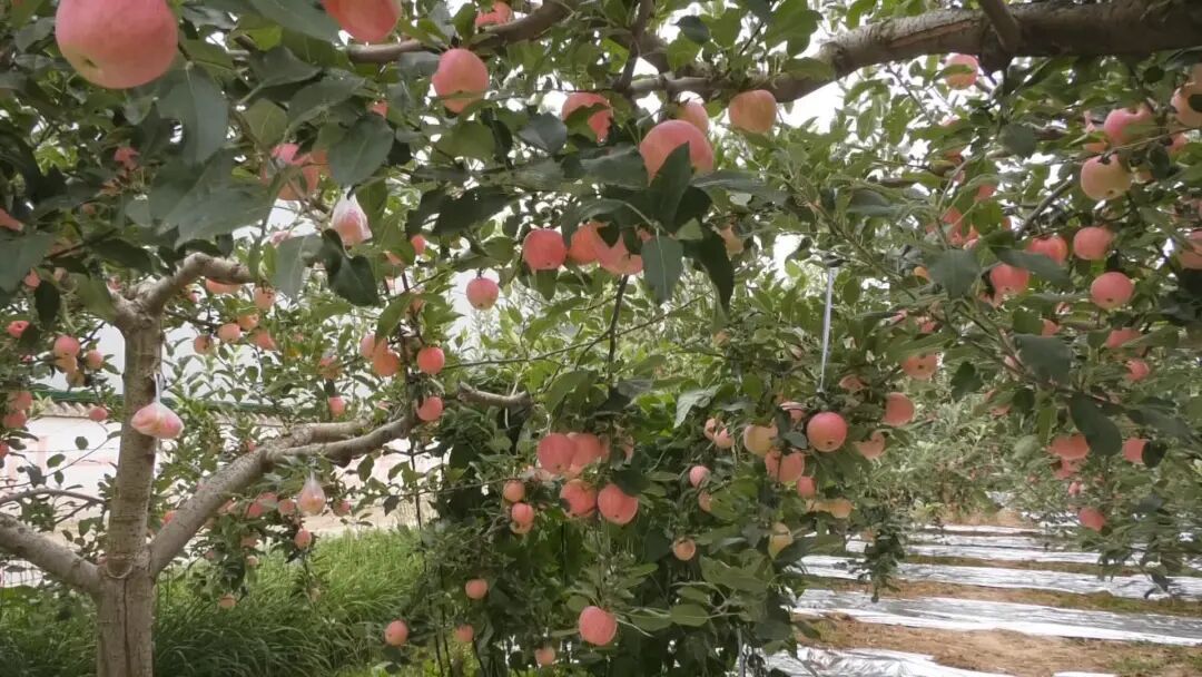 慶城：蘋果“采前保衛(wèi)戰(zhàn)”打響，科技助力果品提質(zhì)增效