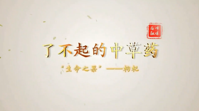 【2025甘肅·慶陽(yáng)岐黃文化論壇】了不起的中藥材︱枸杞