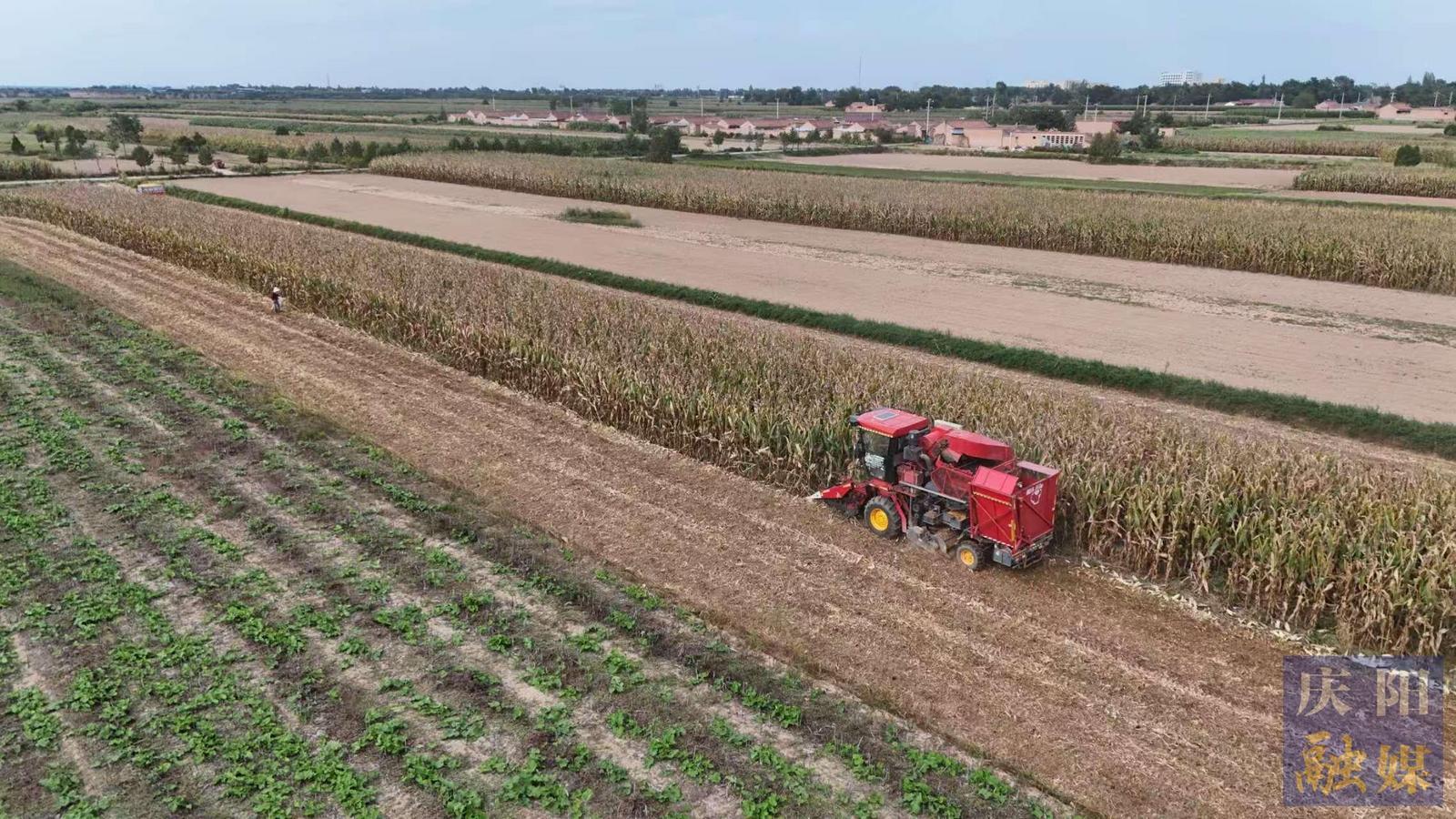 【攝影報道】寧縣：27萬畝玉米進(jìn)入收獲期