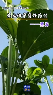 2025甘肅·慶陽(yáng)岐黃文化論壇 | 黃土地孕育好藥材——紫蘇
