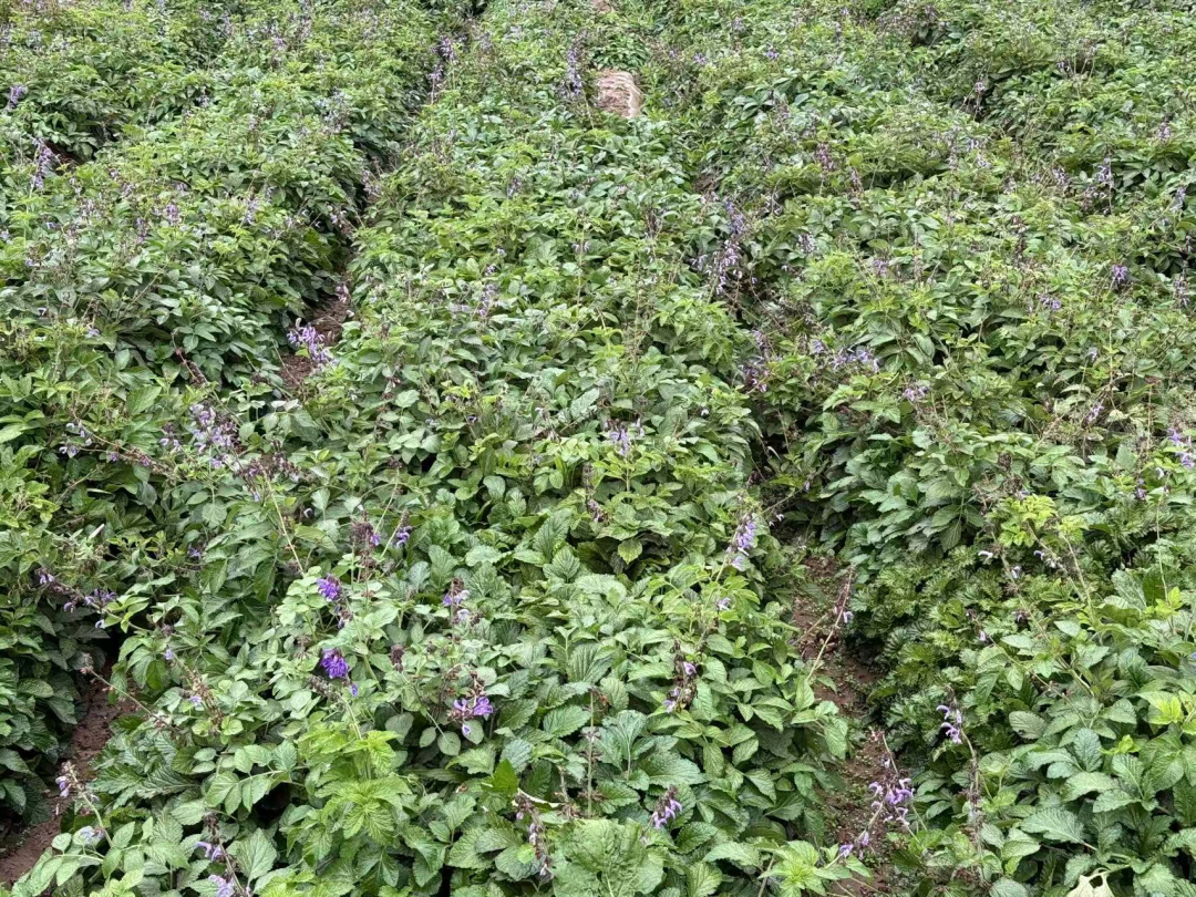 【2025甘肅·慶陽歧黃文化論壇】厚土岐黃源 今朝藥香濃——正寧中藥材產(chǎn)業(yè)“鏈”出富民強縣新篇章