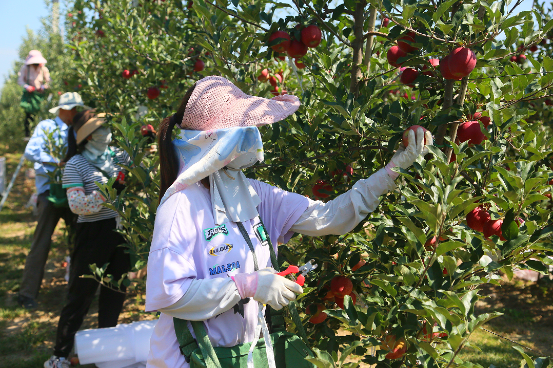 寧縣：聯(lián)農(nóng)帶農(nóng)合作機制讓果農(nóng)分享產(chǎn)業(yè)發(fā)展紅利