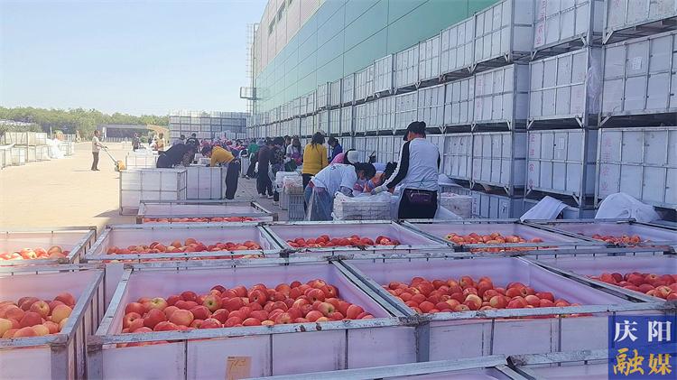 寧縣預(yù)計(jì)今年蘋果總產(chǎn)量達(dá)60萬噸
