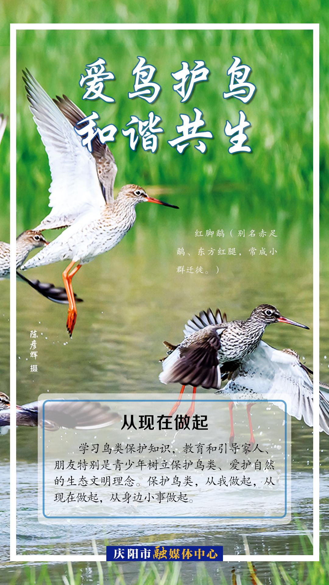 【微海報(bào)】愛(ài)鳥(niǎo)護(hù)鳥(niǎo) 從現(xiàn)在做起