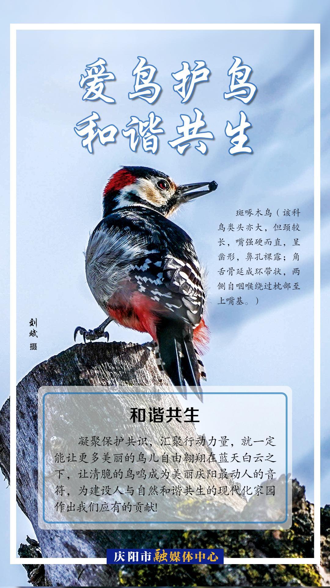 【微海報(bào)】愛(ài)鳥(niǎo)護(hù)鳥(niǎo) 共享世界