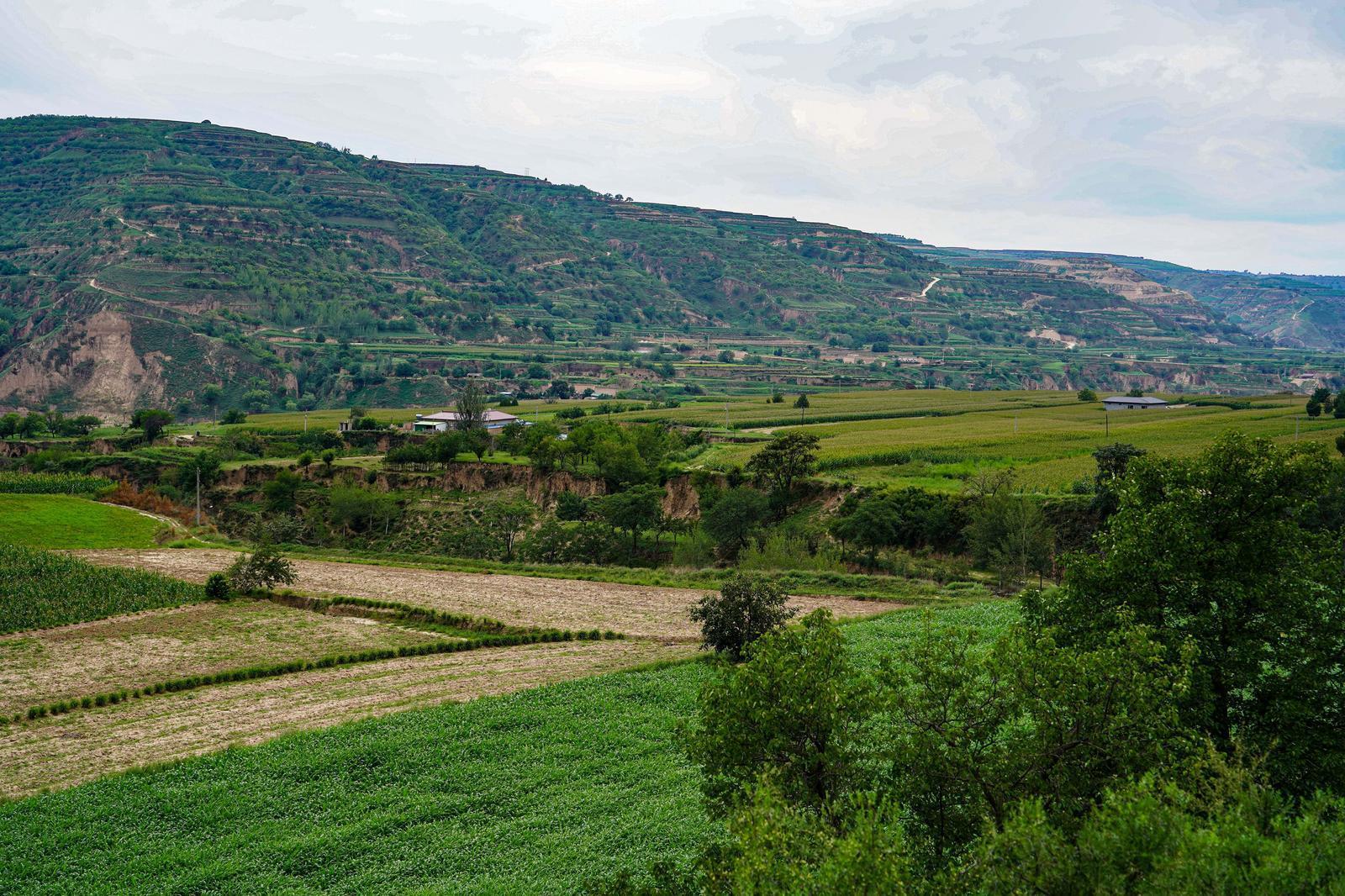 【鄉(xiāng)村振興】環(huán)縣合道鎮(zhèn)：玉米撐起“黃金傘” 藥材織就“致富網”