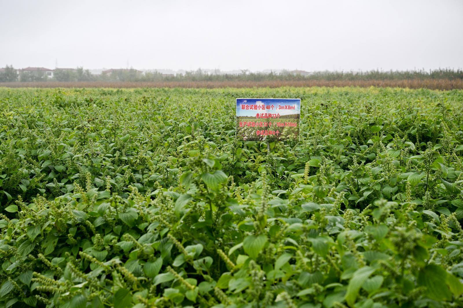 【攝影報道】甘肅省油料產業(yè)體系紫蘇增產提效技術觀摩交流會在慶陽舉辦