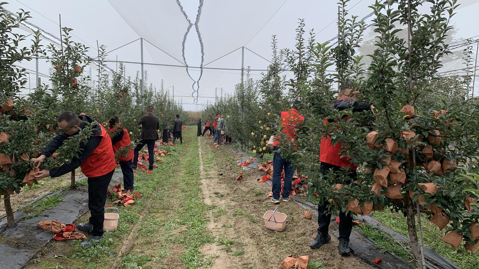 【2025中國蘋果年會在慶陽】干群同心齊上陣 助農(nóng)采收解民憂——慶城縣驛馬鎮(zhèn)黨員干部深入田間地頭幫助群眾搶收蘋果