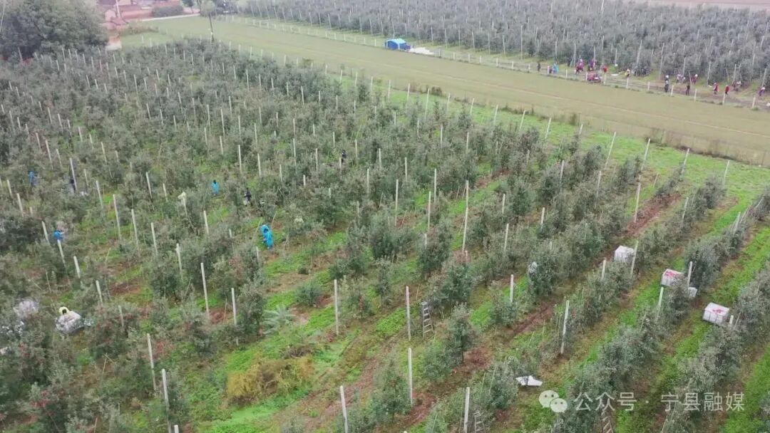 【2025中國蘋果年會在慶陽】寧縣：干部職工齊上陣 雨停間隙搶收蘋果保民生