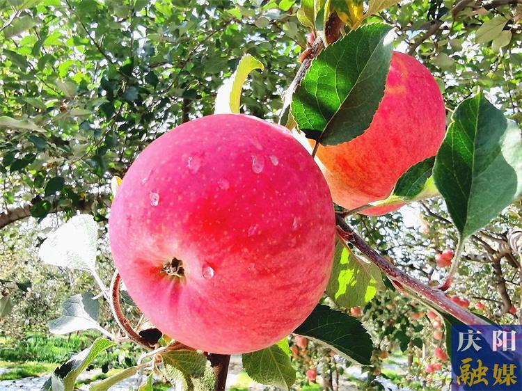 【農(nóng)事提醒】秋收關(guān)鍵期需加強田間管理和災(zāi)害防范