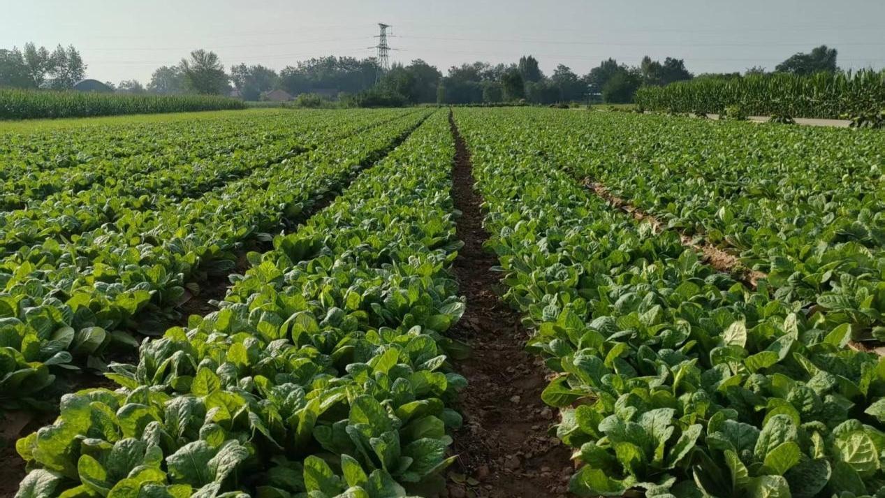 甘肅正寧：中藥材產(chǎn)業(yè)“鏈”出富民強縣新篇章