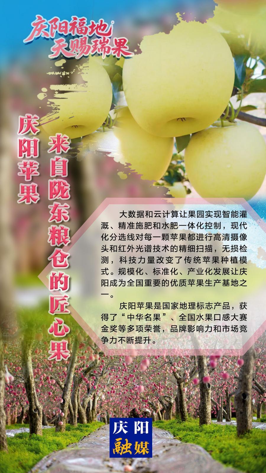 2025中國蘋果年會在慶陽·微海報丨慶陽蘋果——來自隴東糧倉的匠心果