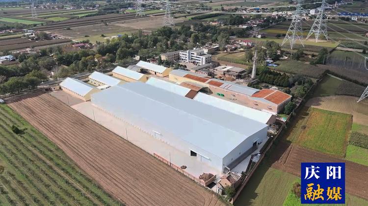 【非凡“十四五 ”慶陽高質(zhì)量發(fā)展行·寧縣】甘肅福禾菌業(yè)食用菌工廠“蘑力”無限  年產(chǎn)能可達2800 噸