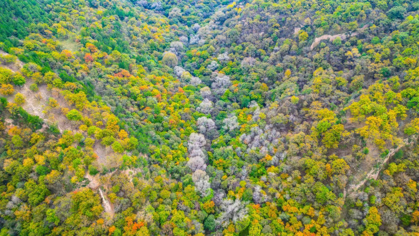【攝影報道】華池：子午嶺秋意正濃