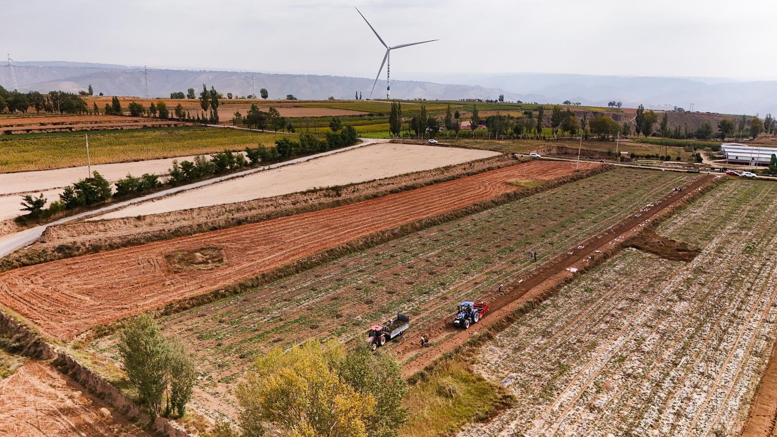 【攝影報道】環(huán)縣秦團(tuán)莊鄉(xiāng)千畝藥田：板藍(lán)根采挖忙