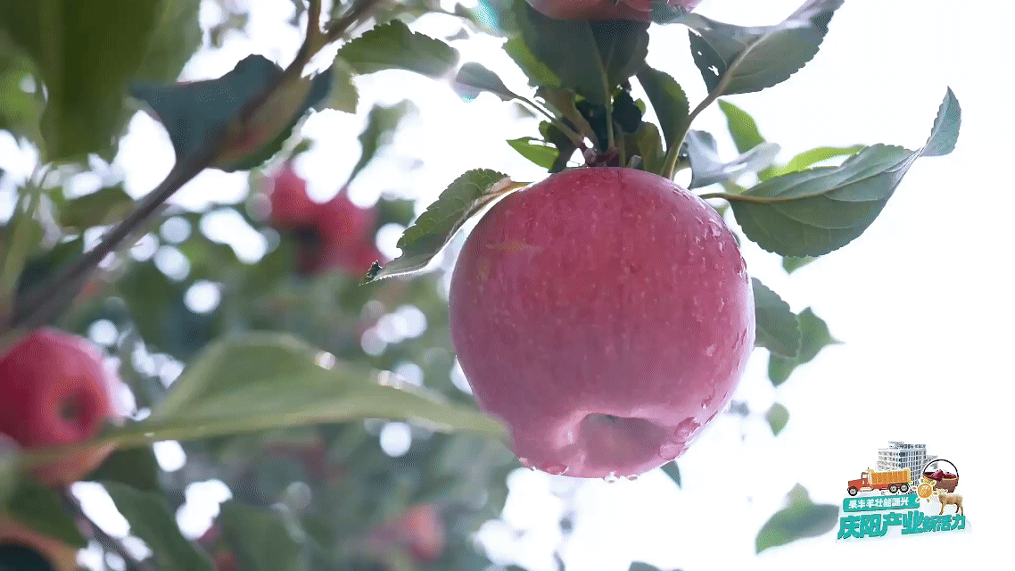 從一顆慶陽蘋果的旅程，窺見中國農業(yè)的現代化答卷
