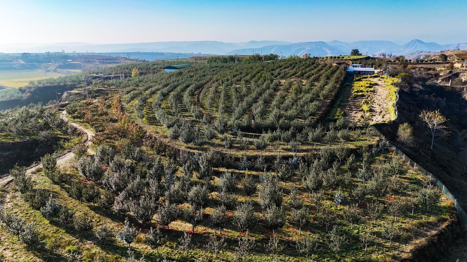 【攝影報(bào)道】環(huán)縣：2萬畝山地蘋果采摘忙