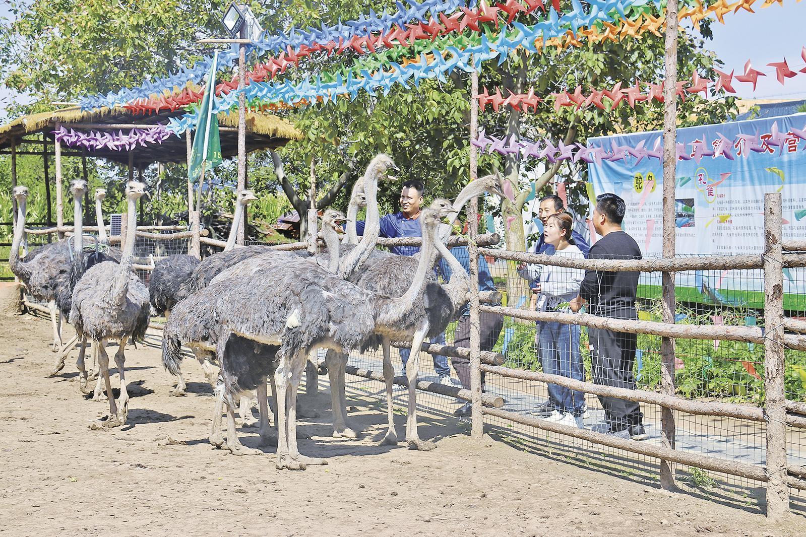 【深化農(nóng)文旅融合】強能量 提質(zhì)量 引流量——西峰區(qū)農(nóng)文旅融合發(fā)展迸發(fā)新活力